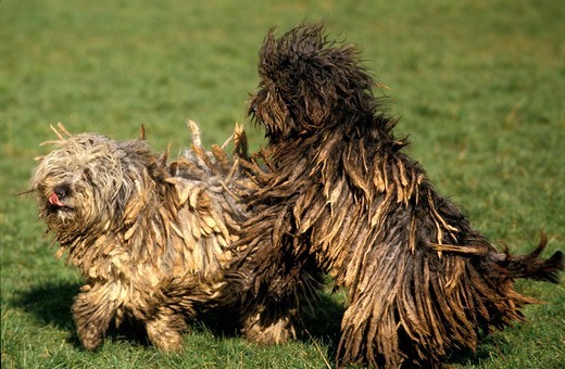 Bawiące się psy rasy Bergamasco