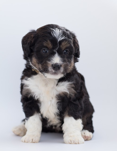 bernedoodle szczeniak autor zdjęcia Poodles2Doodles pixabay