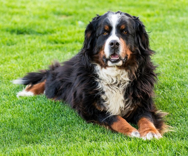 berneńczyk Muffin berneńczyk Muffin