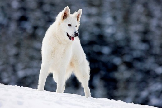 Berger Blanc Suisse