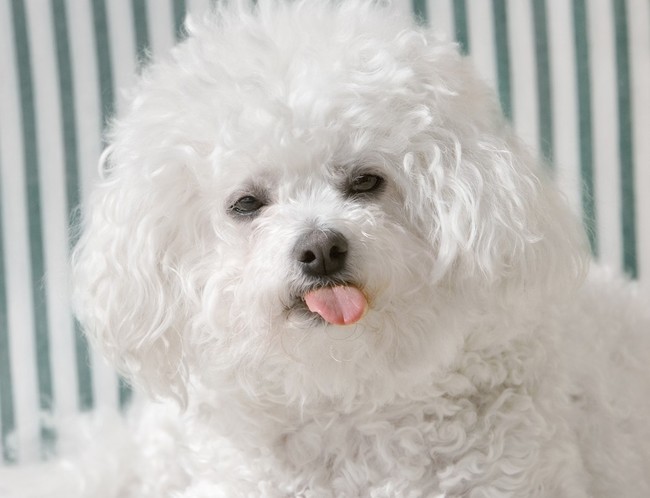 piesek do towarzystwa Bichon frise