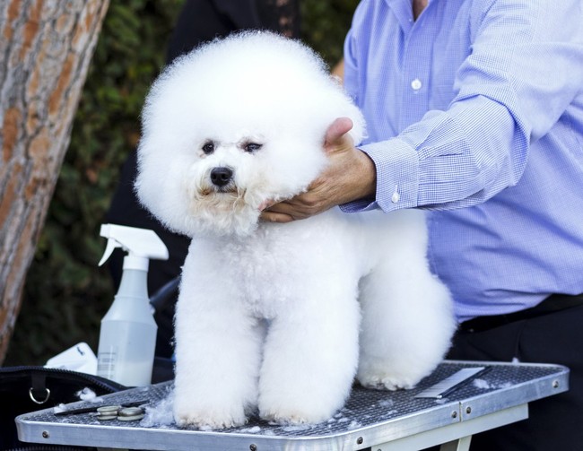 Bichon Frise