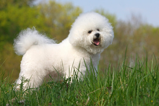 Bichon frise biały piesek na trawce.