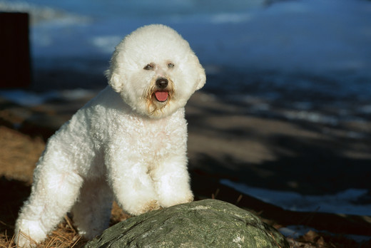 Bichon Frise z grupy Biszonów
