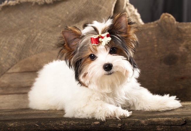 Szczeniak rasy biewer yorkshire terrier