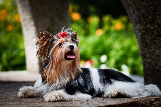 Biewer yorkshire terrier z długą, jedwabistą szatą
