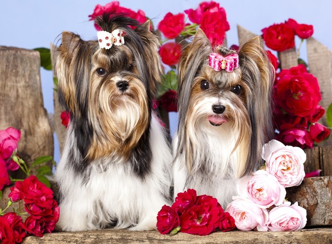 Dwa psy rasy biewer yorkshire terrier