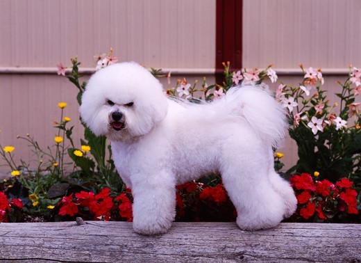 rasa psa bichon frise