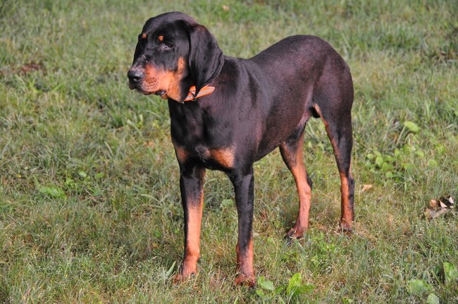 Pies rasy Black and Tan Coonhound