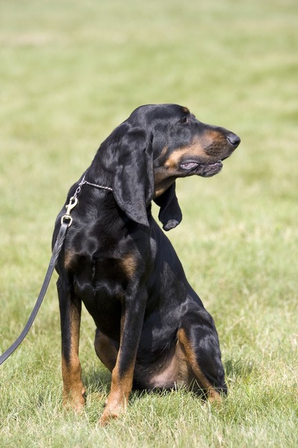 Amerykański pies gończy Black and Tan Coonhound