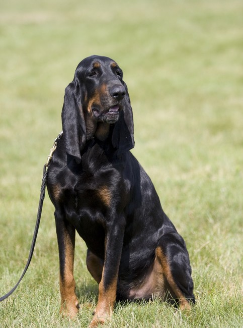 Black and Tan Coonhound