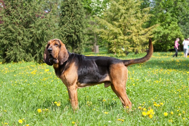 Bloodhound black and tan