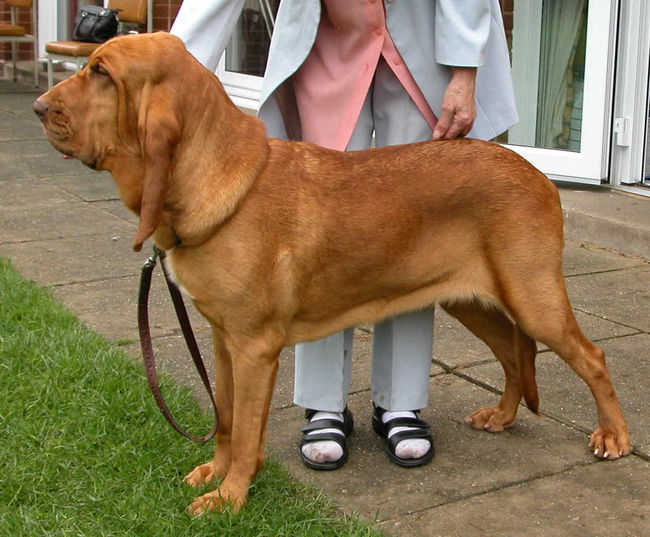 Bloodhound czerwony