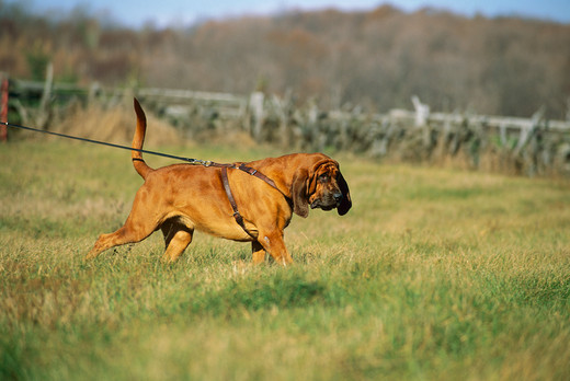 Bloodhound podczas spaceru