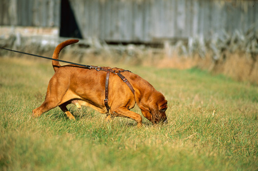 Pies tropiący rasy Bloodhound