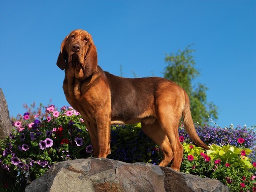 Bloodhound, czyli pies św. Huberta