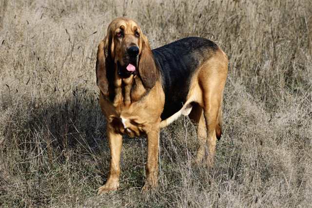 bloodhound duży pies gończy bloodhound duży pies gończy