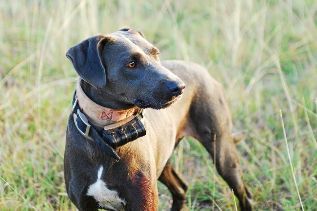 Pies rasy Blue Lacy
