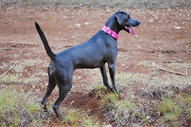 Pies Blue Lacy Pies Niebieski Lacy