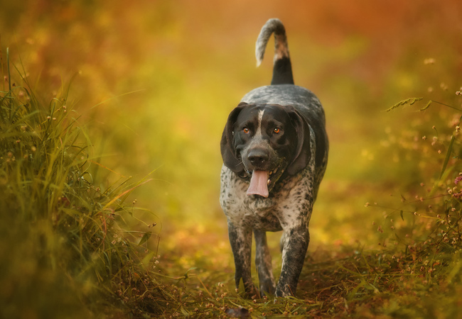 Suczka Bluetick Coonhound