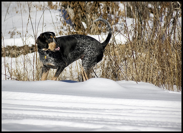 Bluetick Coonhound pies myśliwski