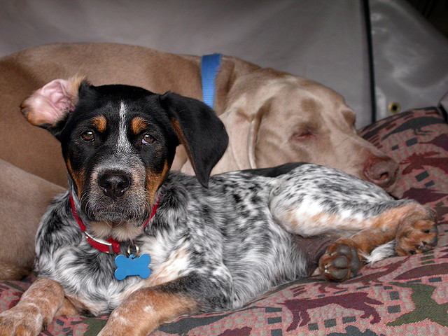 Szczeniak Bluetick Coonhound