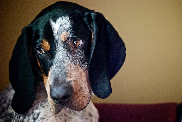 Pies rasy Bluetick Coonhound