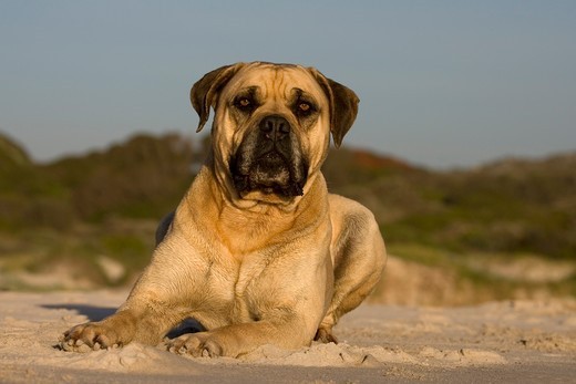 Pies Boerboel (buldog burski) Pies Boerboel (buldog burski)