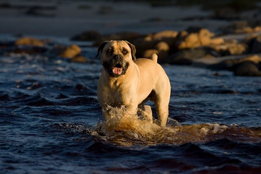 Rasa psa Boerboel Rasa psa Boerboel