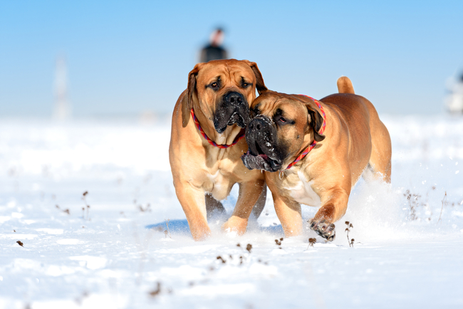 najmasywniejsze psy na świecie boerboel