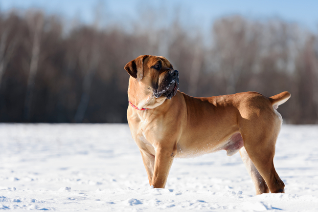 rasy psów z afryki boerboel