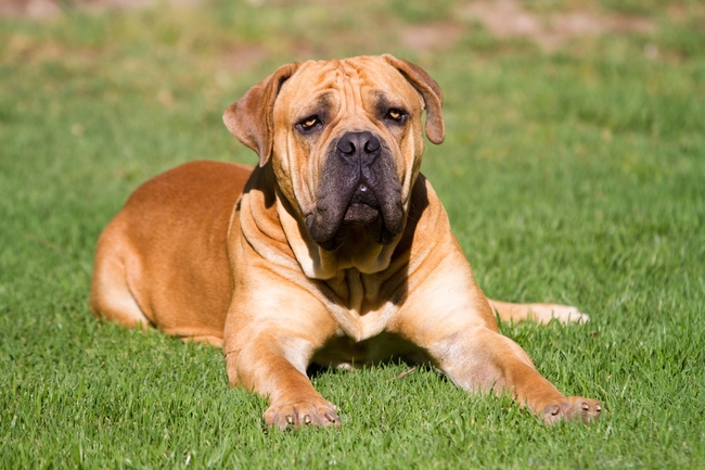 Pies rasy Boerboel Rasa psa Mastiff afrykański (Boerboel)