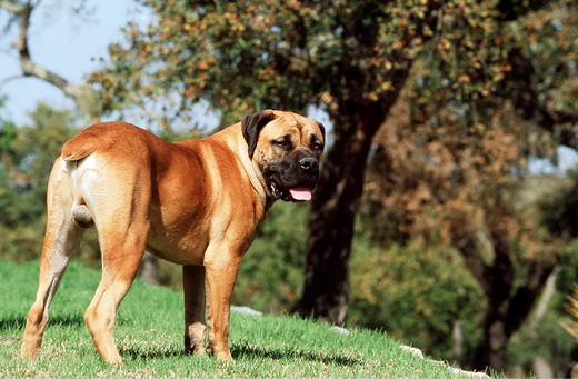 Pies rasy Boerboel Pies rasy Boerboel w parku