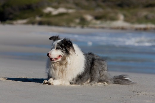 nejlepsze rasy psow border collie