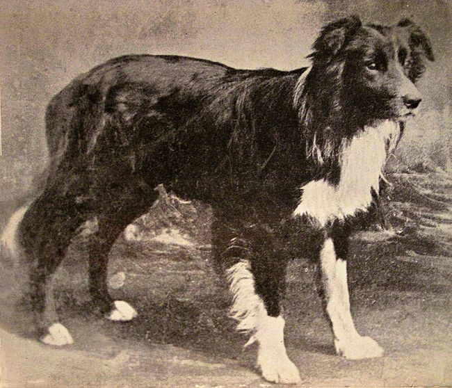 Border collie Old Hemp historia Border Collie Protoplasta psow border collie Old Hemp