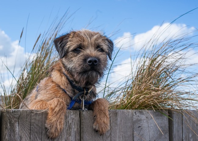 Pies Border terrier na plaży Pies z grupy terrierów
