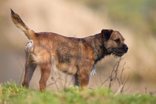 Pies Border terrier rasa psa Border terrier