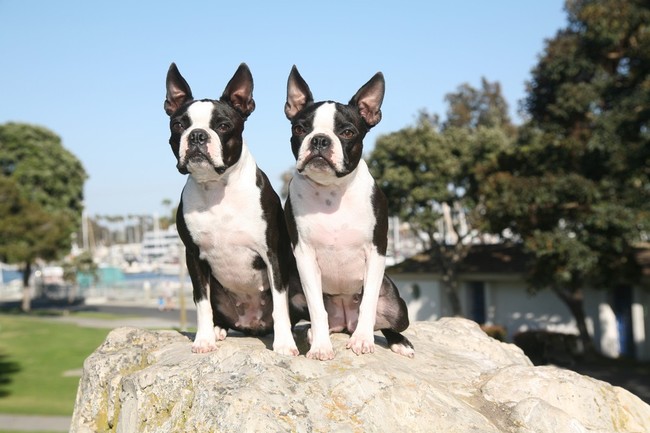 Suczki Boston terriera