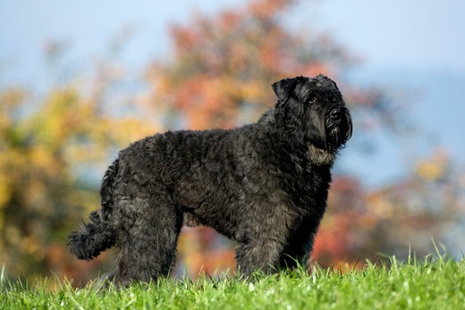 rasa psa Bouvier des Flandres (owczarek flandryjski) rasa psa Bouvier des Flandres (owczarek flandryjski)