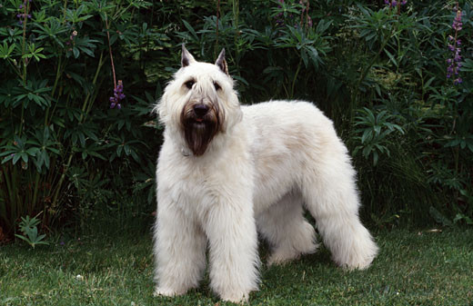 kupno psa rasy bouvier des flanders