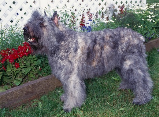 Pies Bouvier des Flandres w ogrodzie Pies Bouvier des Flandres w ogrodzie