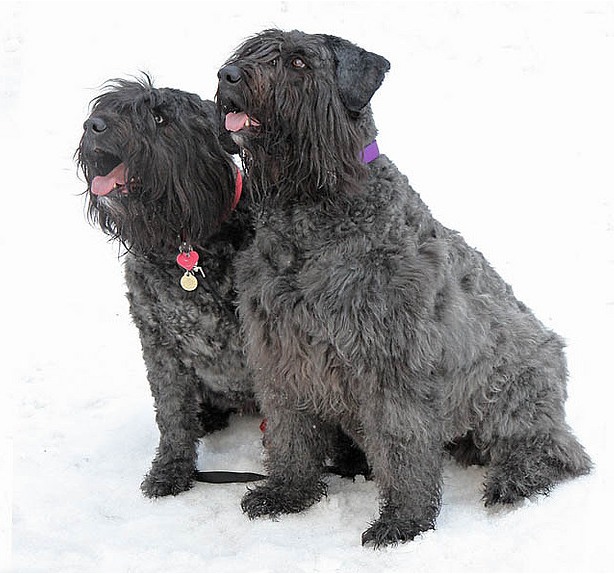 Pies i suka Bouvier des Flandres Pies i suka Bouvier des Flandres
