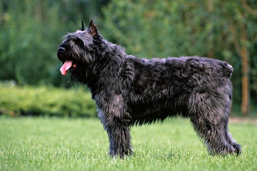 Pies rasy Bouvier des Flandres Piękny pies rasy Bouvier des Flandres