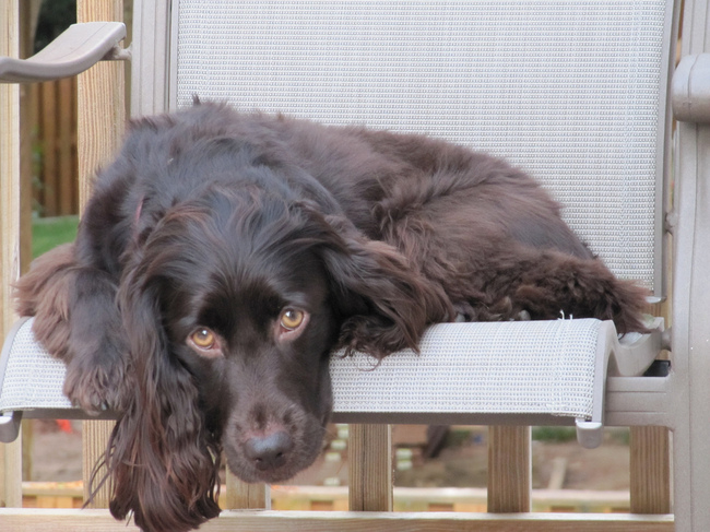 boykin spaniel rzadka rasa psa