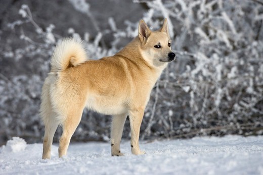 Buhund norweski