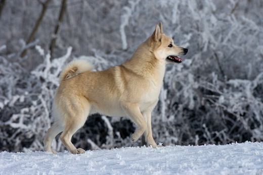 Pies rasy Buhund norweski.