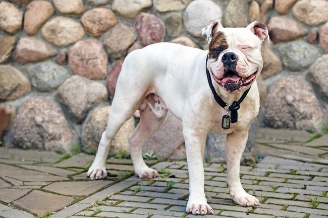 Buldog amerykański, duży biały pies o muskularnej budowie