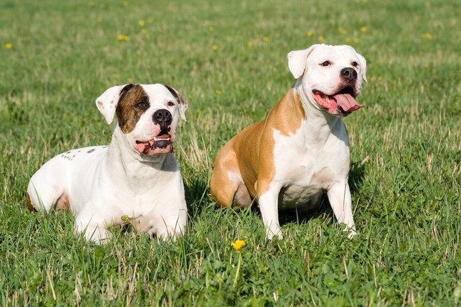 American bulldog stojący na trawie