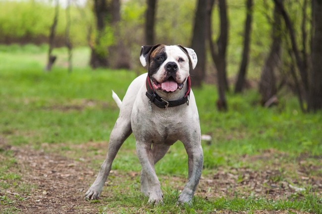 rasy psów groźnych buldog amerykański