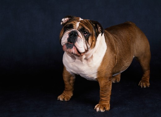 Pies rasy Buldog angielski